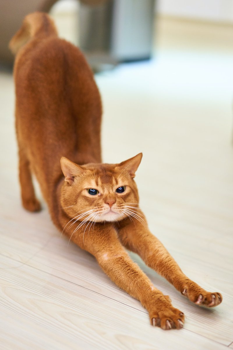 Random Kitties tweet media