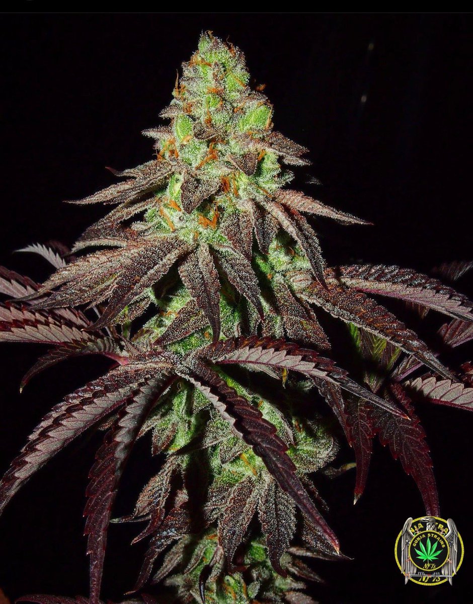 GunjaStrainsNFT's tweet photo. Z Head from the @greatfulseedscompany IG , grown by @FCKNGBPAUL  nice work bro 🤜🏻🤛🏻 https://t.co/F5oJ3meBZi
