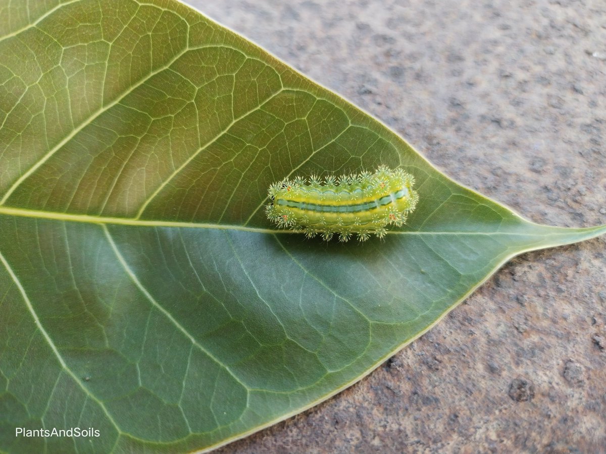 PlantsAndSoils's tweet photo. 🪴✴️ Parasa lepida On Ficus Religiosa✴️🪴
Caterpillar
#Asterias #Cactus #succulent #gardenideas #Astrophytum  #naturephotography #photography #art #plantaddict #Cactusaddict #Love #Beautyful #instaphoto #homedecor #Nature #India #Qatar2022 #flowering #naturelover #cute #travel https://t.co/waj7MOeHiP