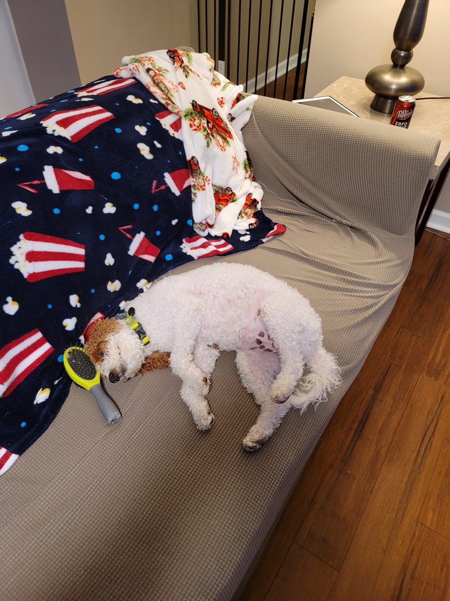MurphyKamikawa's tweet photo. This old Englishman, @eltonofficial, has me sleepy. It's better than my human dad, @coachk2345, shouting at the TV during 🏀 games. #MurphyTruth https://t.co/XjoMmVwzFo