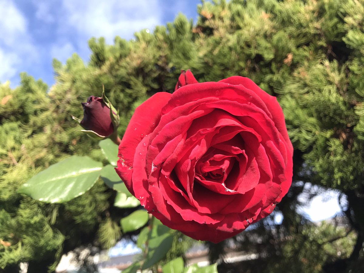 夢工房の薔薇が🌹綺麗に咲きました。
代表　森田洋