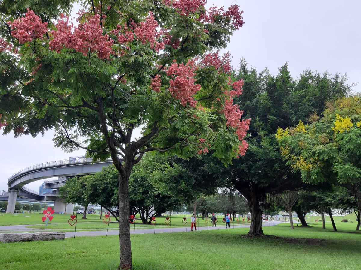 Taiwan rain tree
