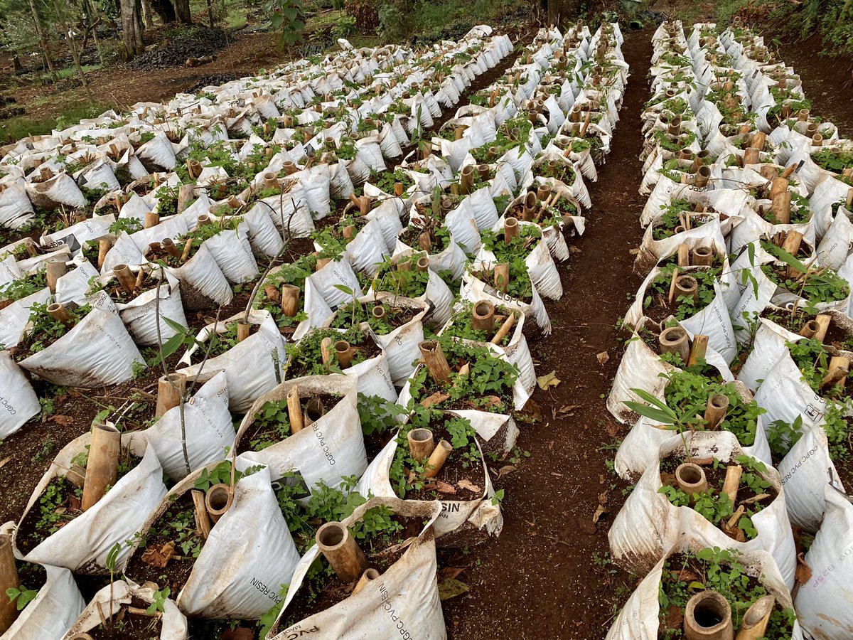 IrlEmbKenya's tweet image. Yesterday @IrlEmbKenya joined @selfhelpafrica @alankerins @gaelicplayers @4abrighterworld and the #PlantThePlanetGames team in Elgeyo-Marakwet County, as part of their efforts to plant 1️⃣million trees across Africa, including in Kenya 🇰🇪🌱