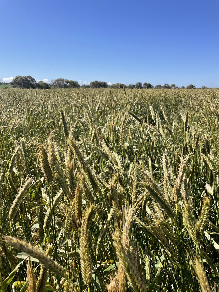 Kokoda Triticale loving this sunshine