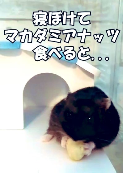 walliorCRYPTOJP's tweet photo. 【メンバー紹介】：
ちーちー(リアルブラックジャンガリアン)
♀

#ハムスター
#事件です
#事後報
#二階建て撤去
#チャンネル登録お願いします

ちーちーとマカデミアナッツと欠陥住宅 https://t.co/BhmYDlus0K @YouTubeより https://t.co/pPHfE1ltoV