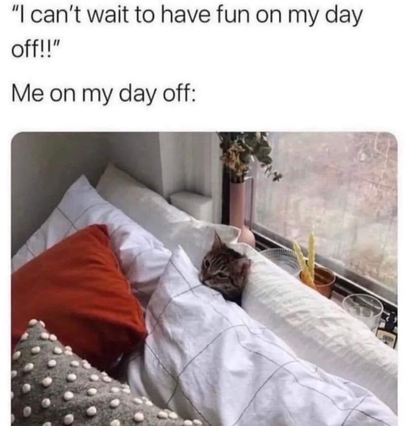 cats who share one braincell (@catbraincell) on Twitter photo 