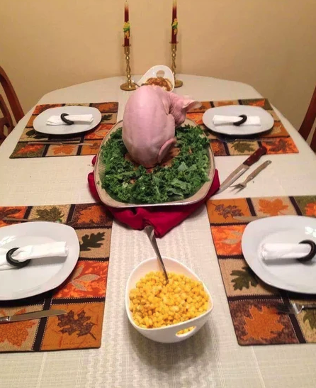 weirdlilguys's tweet photo. cats can be a little turkey as a treat https://t.co/Q5CFmc7B9g