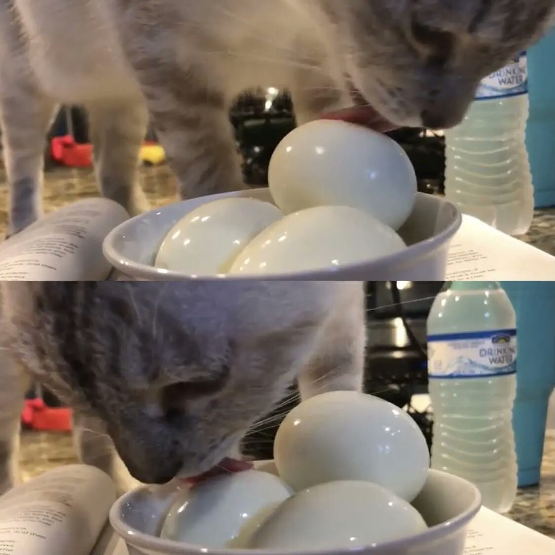 Dont Show Your Cat tweet media