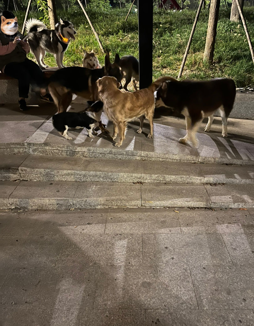 Doggies are having fun!!