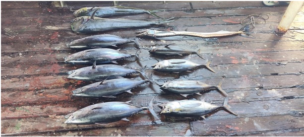 FisherySurveyOI's tweet photo. (1/5) #FSI, Chennai: The vessel MFV #MatsyaDrushti carried out regular exploratory #tuna resources survey using #monofilament #longlining along Northern part of Bay of Bengal sea. During the period in a single set of operation (630 hooks),.. https://t.co/hKURikuNY9