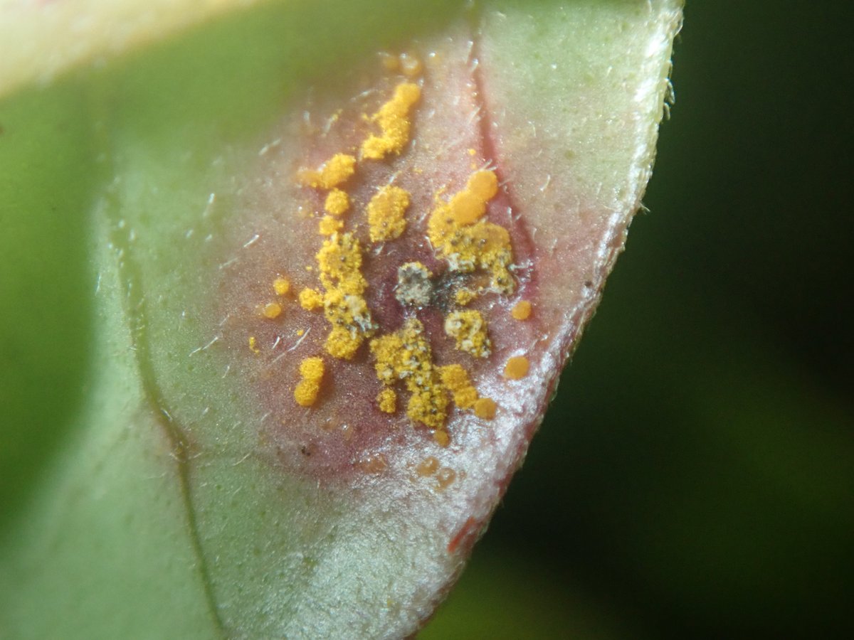 IN THE NEWS: In <a href="/NZStuff/">Stuff</a>, Scion scientist Michael Bartlett explains how a newly identified fungus that feeds on myrtle rust is being investigated as one of many tools to suppress the devastating effect of myrtle rust on plants. bit.ly/3XnfdgB <a href="/byondMyrtleRust/">Beyond Myrtle Rust</a> #plantsci