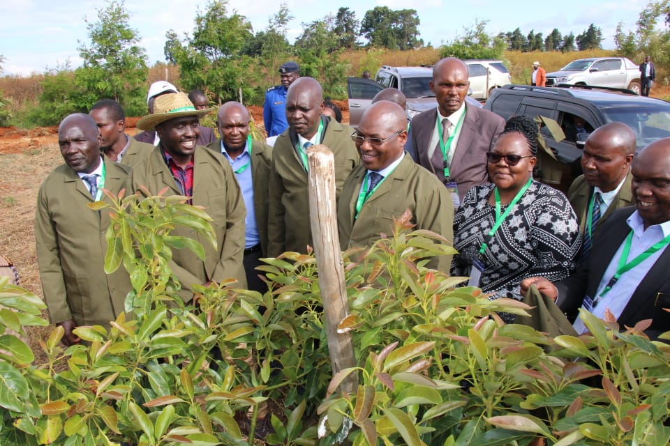 Officiated the opening of the 1st National Avocado Conference, at Parachichi Centre in Uasin Gishu County yesterday, on behalf of the CS Agriculture <a href="/mithika_Linturi/">Hon.Mithika Linturi, EGH</a>.

I encouraged avocado farmers to improve on quality, to meet the export market requirements and standards.