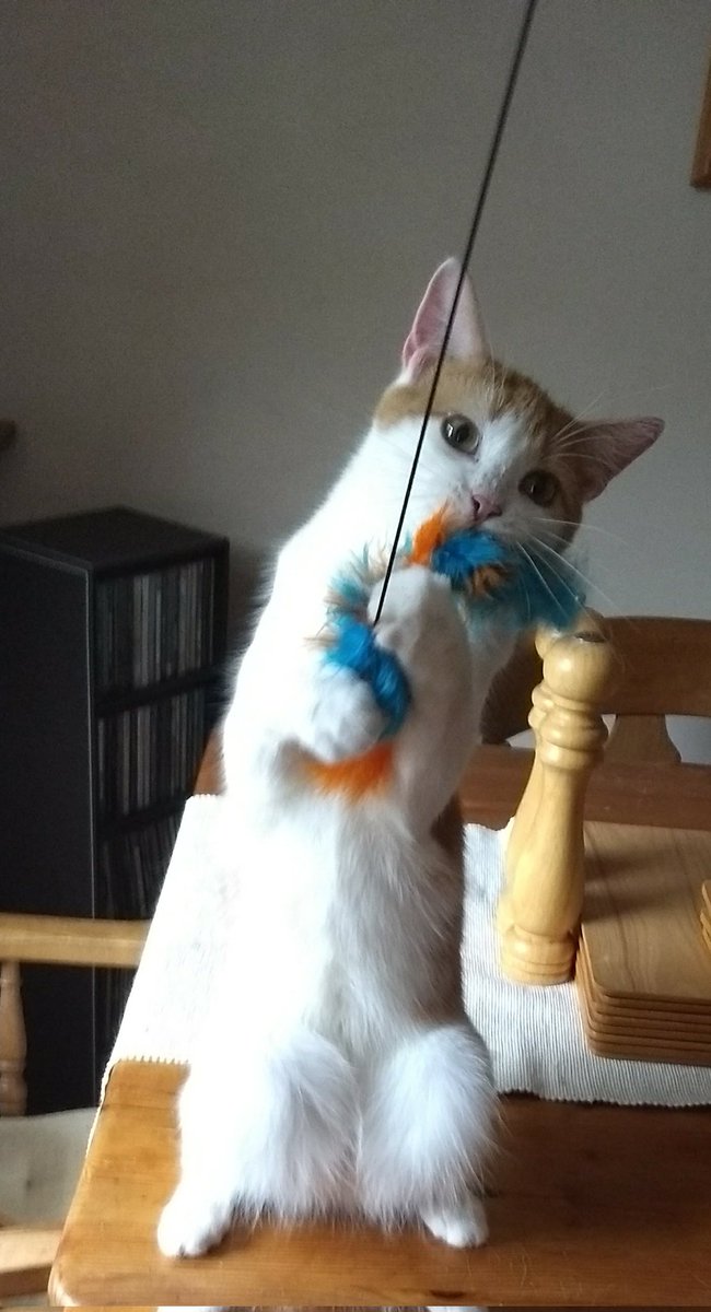 RupeeVon's tweet photo. #thursdaymorning #Thanskgiving #thursdayvibes #Cats #CatsOnTwitter
Happy #ThrowbackThursday ,My Friend's.
It's #Thanksgiving , in the USA.
I'm Thankful for #Boxs #Family #Friends and a #FullBelly
Sending love.
RupeeXXX ❤️❤️❤️ https://t.co/7ZdEz45t9G