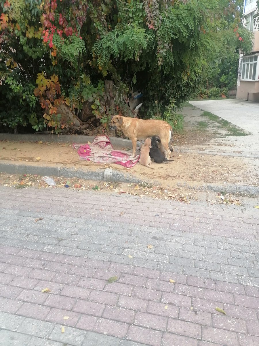 <a href="/Ozkan44R/">Bulut lider</a> <a href="/Gungorenbld/">Güngören Belediyesi</a> Bu sadece çekilen bir kaç resim sabah karanlıkta çocuklar okula gidiyor ama <a href="/Gungorenbld/">Güngören Belediyesi</a> yazmamiza rağmen çok duyarsız çocuklarımıza birsey olursa bütün sorumluluk <a href="/Gungorenbld/">Güngören Belediyesi</a> defalarca komşularımız yazdı duyarsız kalındı ilgilenmedildi basi boş çok köpek var