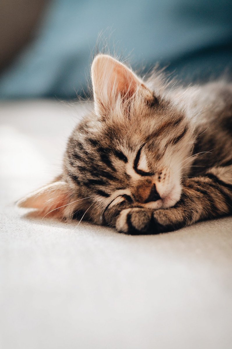 Random Kitties tweet media