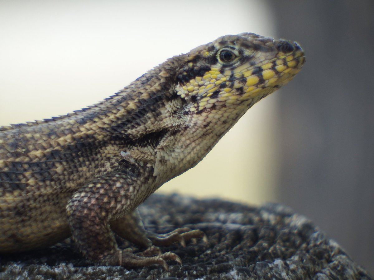 bufotwist's tweet photo. @Afro_Herper One native and two exotics!
So many lizards in our part of Florida. https://t.co/Dzc35H9g2w