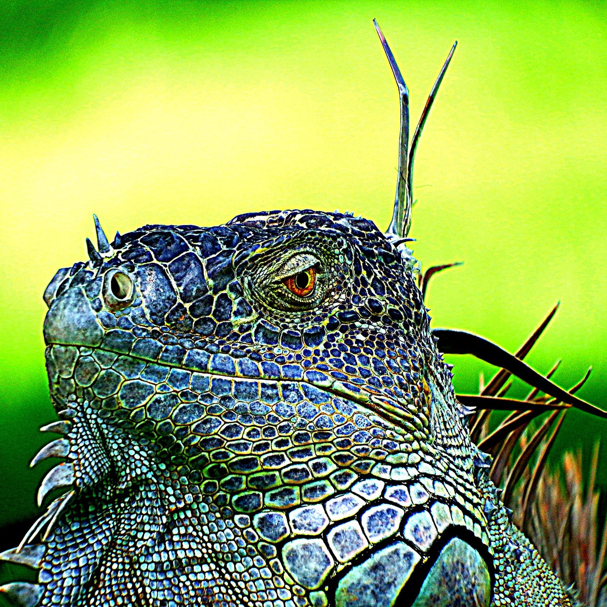 bufotwist's tweet photo. @Afro_Herper One native and two exotics!
So many lizards in our part of Florida. https://t.co/Dzc35H9g2w