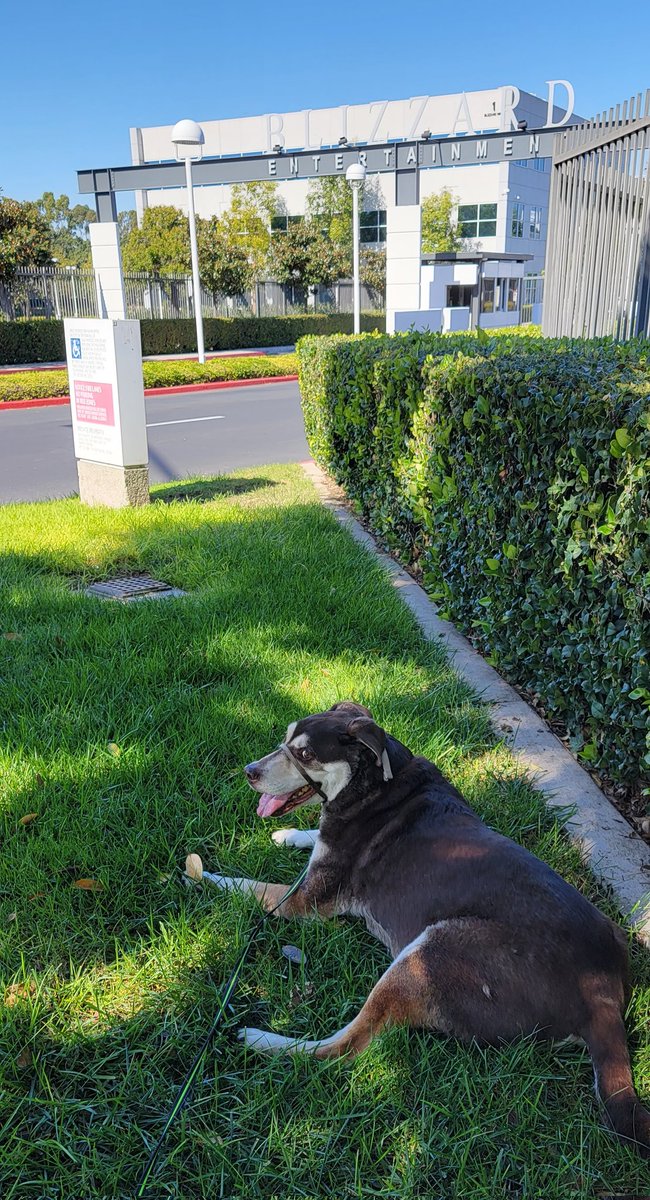 TazMurazz's tweet photo. Taz, this sweet boy, crossed the Rainbow Bridge on November 21, 2022, he was nearing 12 years old.
He wasn't acting himself for a couple days, the emergency vet diagnosed him with internal bleeding from a possible splenic tumor. Cancer sucks. Dog cancer sucks. https://t.co/2u7Rweg78P
