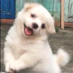 #LUCAS #루카스 #黄旭熙 #ルーカス