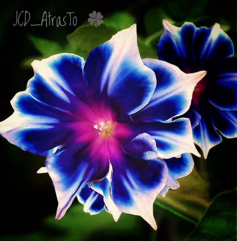 JCDAtrasto's tweet image. #BuenosDias Con #Flowers #Flores 
#Abrazos #hugs 🤗🤗
#Otoño #Fall 
#Noviembre   
#1FlorCadaDia #LlenaTwitterDeFlores