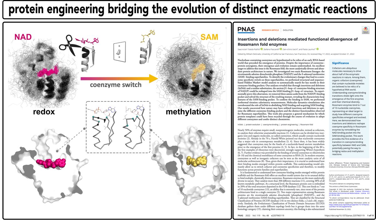 Our recent work on #ProteinEngineering is out!

Check out how insertions and deletions (#InDels) tailor coenzyme specificity in the most catalytically diverse enzyme architecture in Nature.
 
pnas.org/doi/epdf/10.10…

#Evolution
@OISTedu @PaolaLaurino @Pahskahrailly @PNASNews