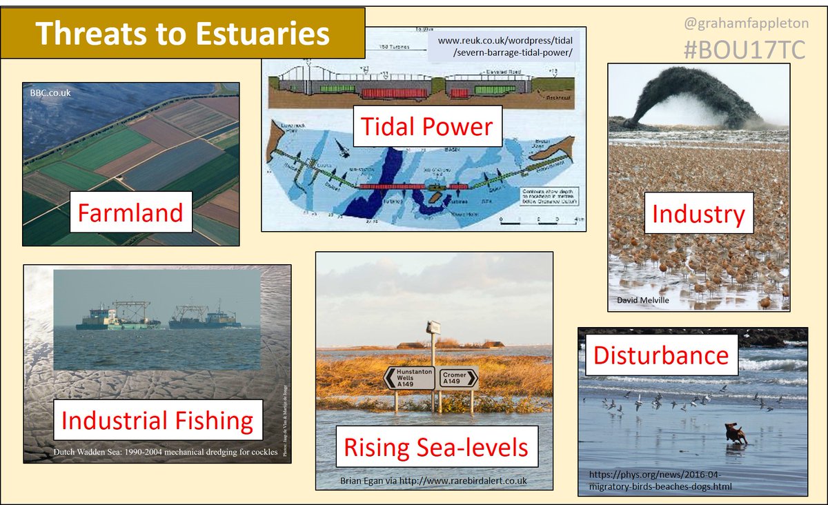 GrahamFAppleton's tweet image. Tidal barrages and UK #waders.
Is there a comprehensive list of current proposals? 
Are there blogs to share - similar to this one about the Wash? 
wadertales.wordpress.com/2019/08/15/six…
Image 👇 from "International Shorebird Rescue":
wadertales.wordpress.com/2017/12/20/int…
#shorebirds #ornithology