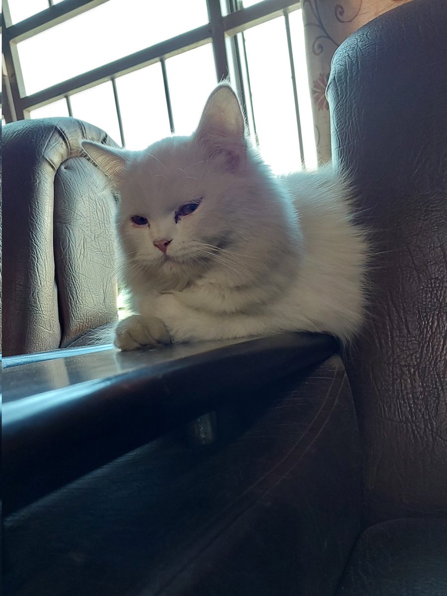 kitty_furbaby's tweet photo. My baby π β€οΈ β€οΈ
#cats #CatsOnTwitter #catstar #beautifulkitty #kittycat #pets https://t.co/szUBeFdiqX