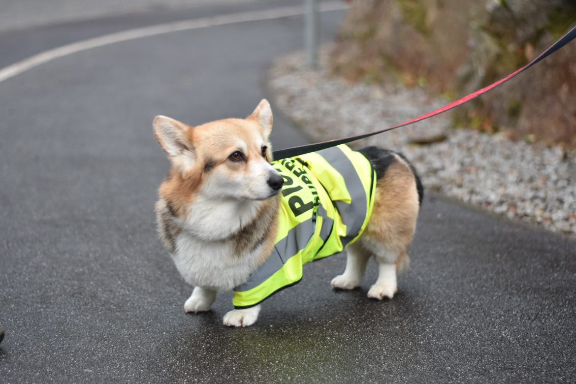 Possibly the cutest picket supervisor?🐶😍

The University of Exeter is RISING ✊

#ucuRISING