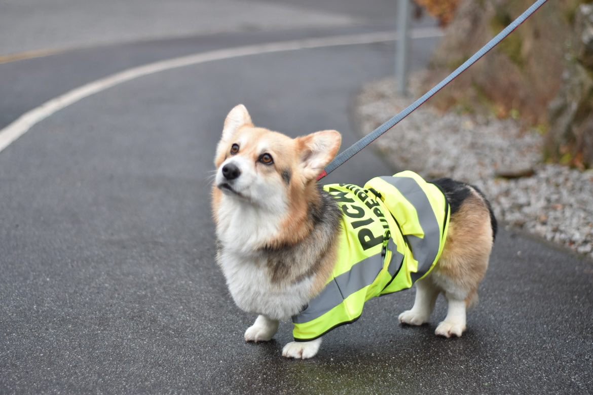 ucu's tweet photo. Possibly the cutest picket supervisor?🐶😍

The University of Exeter is RISING ✊

#ucuRISING https://t.co/n5NOlKKyBA