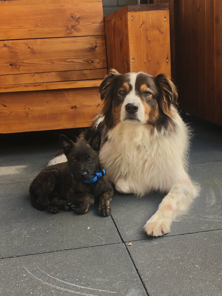 #ThrowbackThursday #Throwback #australianshepherd #dutchshepherd #hollandseherder #australischeherder #DogsofTwittter