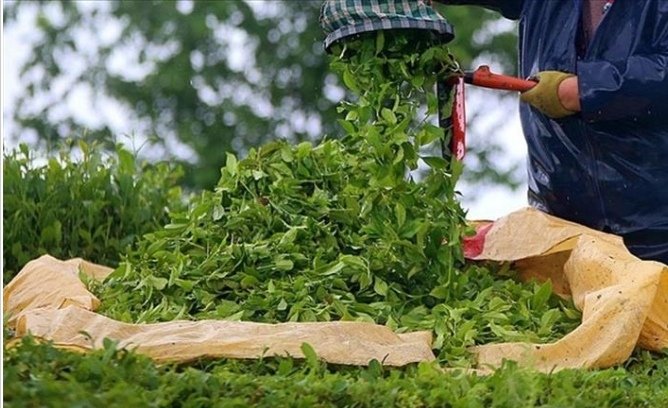Çay ihracatında sevinç :yüzde 25 arttı huristanbulhaber.com/Detay/Haber/15… #Çay #ihracatı #Ordu