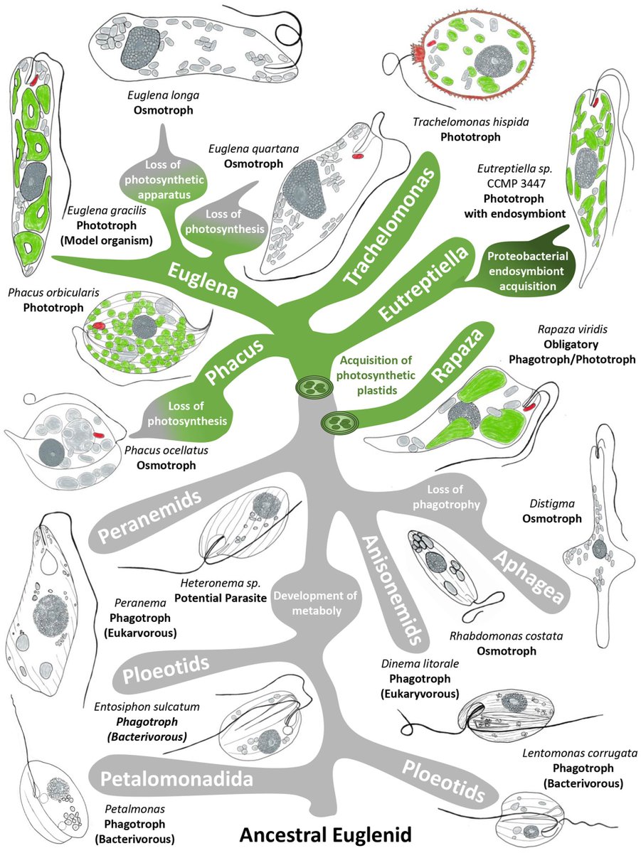 Rob Field, PVC Science, UEA (@rob_field_lab) on Twitter photo Euglena and related - a diverse range of organisms with biotech potential <a href="/EuglenaNetwork/">Euglena International Network</a> pubmed.ncbi.nlm.nih.gov/36412269/ Euglena and related - a diverse range of organisms with biotech potential <a href="/EuglenaNetwork/">Euglena International Network</a> pubmed.ncbi.nlm.nih.gov/36412269/