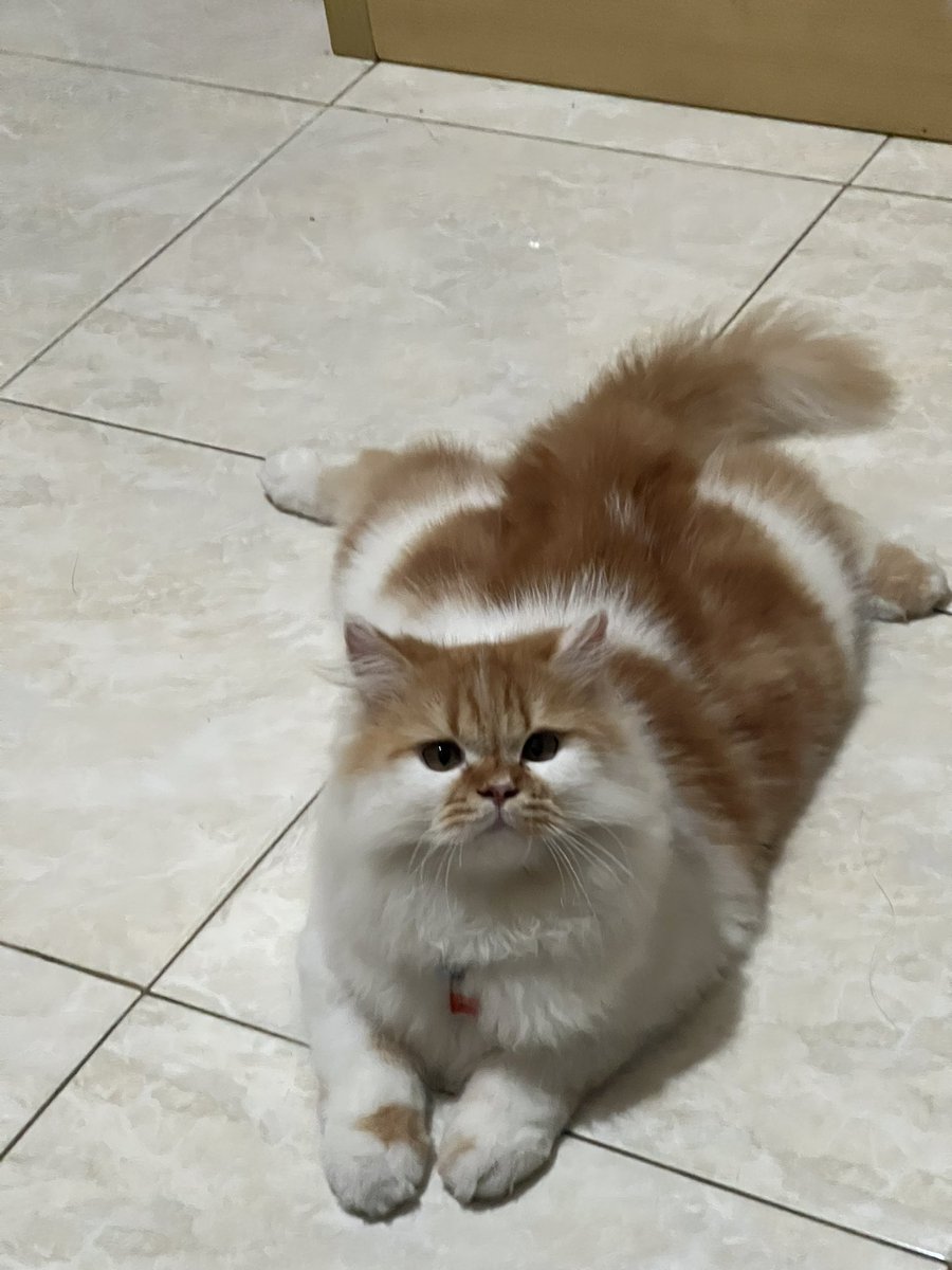 kochengfs's tweet photo. Emang 🐈 segede ini umur 9 bulan makanannya tetep df yg kitten? https://t.co/fSIdp1JMNU