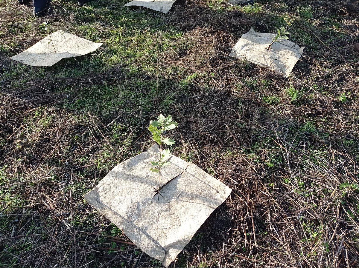 Groupe_UVO's tweet photo. [#ENVIRONNEMENT]
✅ Lancement de la campagne 2022-2023 de plantation de la future Forêt de #Maubuisson (155 000 arbres 🌳 sur 80 hectares). Nous sommes extrêmement fiers de mener ce superbe projet pour l'aménagement durable du #ValdOise aux côtés de nos partenaires #SMAPP https://t.co/mepaMc1X9l