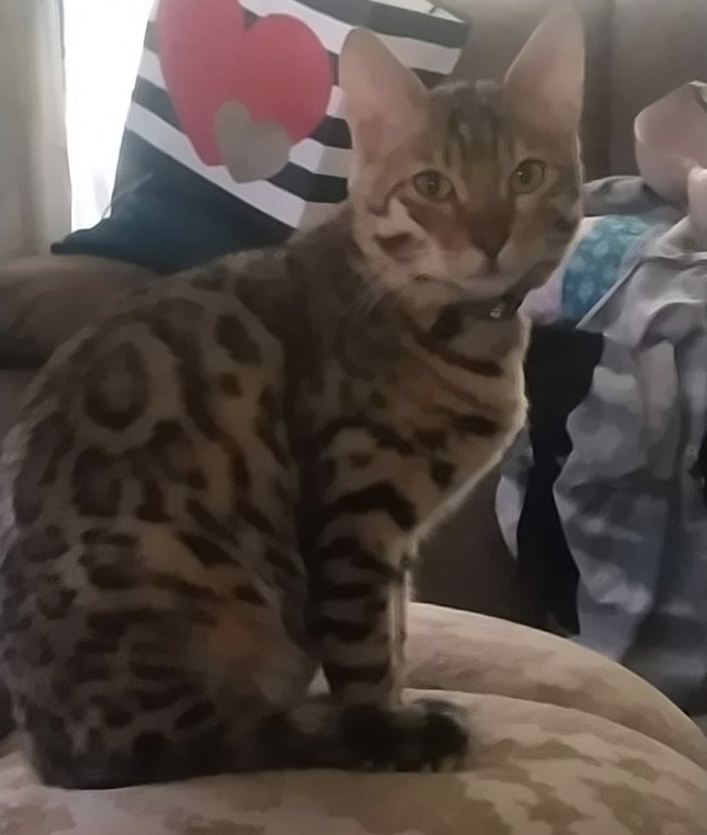 CatNeeson's tweet photo. @The_Blue_Cross 
#CheckThatChip
Missing since November 13th 2022. Microchipped #ScanMe could be stolen #Ely #CB7 #Fordham #MissingCatsUK
#CatRadarUK #GettingCatsHome #eastcambs please retweet and inform people in your circles
visit @CatNeeson and follow Facebook link share. https://t.co/sdzcIcsjhp