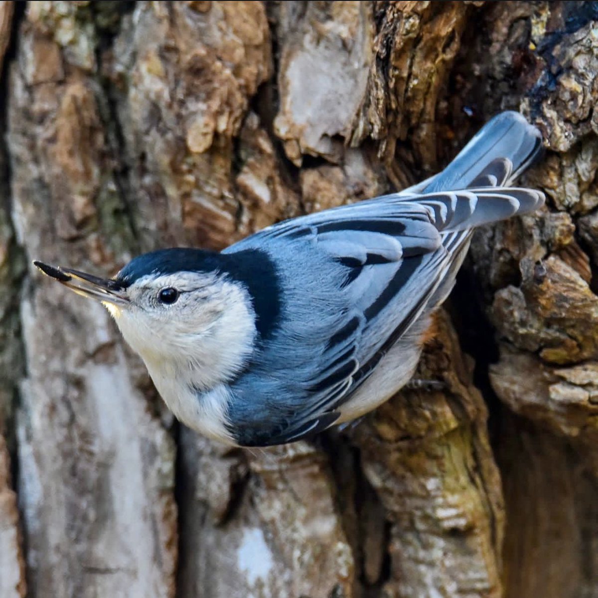 Ever since the Nuthatch found lunch things have been looking up.  #whitebreastednuthatch #nuthatch #BirdsOfTwitter #BirdsSeenIn2022 #birdsphotography #burd #birds #wildlifephotography #TwitterNaturePhotography #TwitterNatureCommunity #birdsontwitter