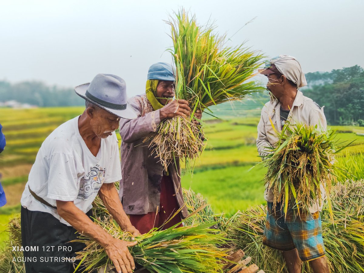 seeing firsthand the harvest process from how to cut rice to the process of milling rice seeds and all the processes were carried out traditionally.

📸 Xiaomi 12T Pro
<a href="/Xiaomi/">Xiaomi</a>
@AgungSutrisno__

#MakeMomentsMega #MomentByAgung #Xiaomi12TSeries #Xiaomi12TPro