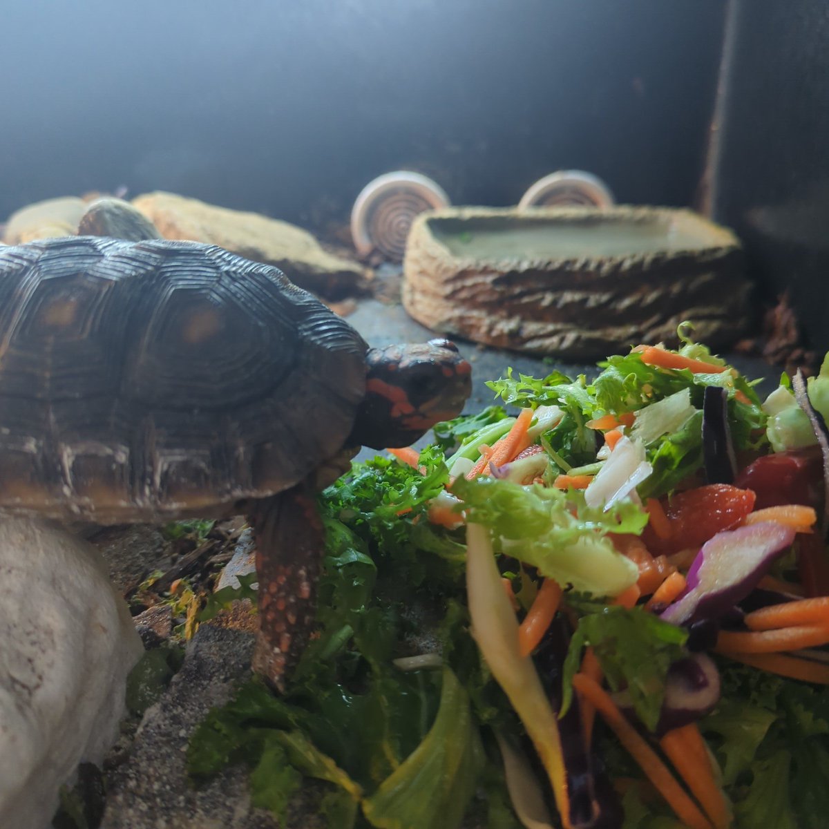 Two cute little nuggets eating their brunch 

#redfoot #tortoise #reptile #brunch #salad #cute