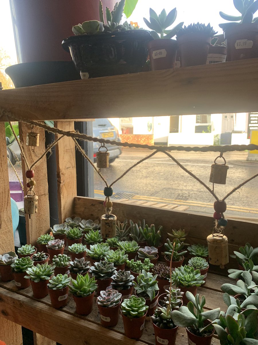 The Leslie Terrance plant shop and cafe in Norwich is having an affordable santa visit for customers so everyone can get in the festive spirit despite the #CostOfLivingCrisis 

<a href="/UEA_journalism/">UEA Journalism</a>