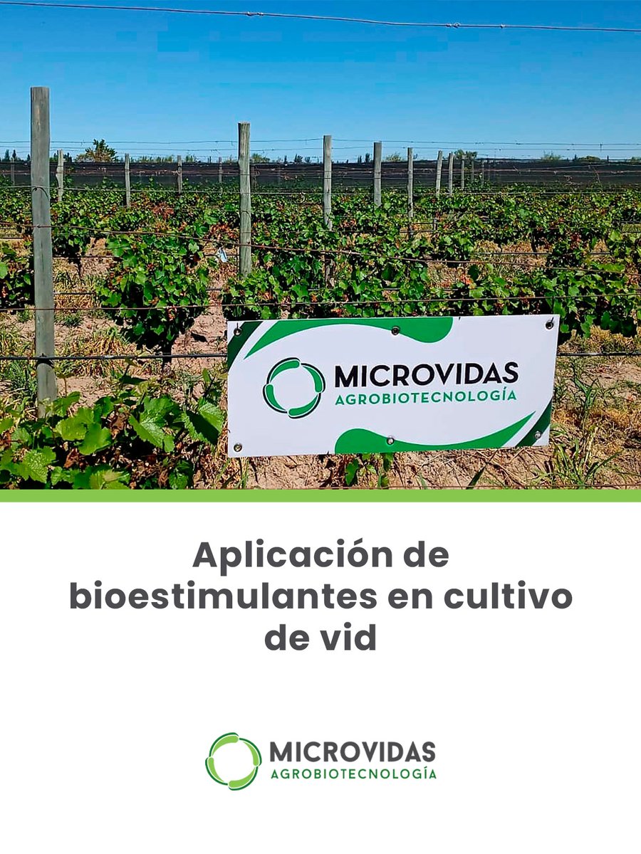 Microvidas tweet media