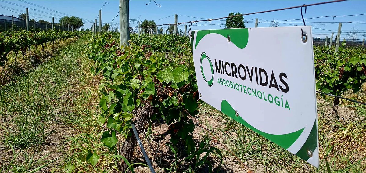 Microvidas tweet media
