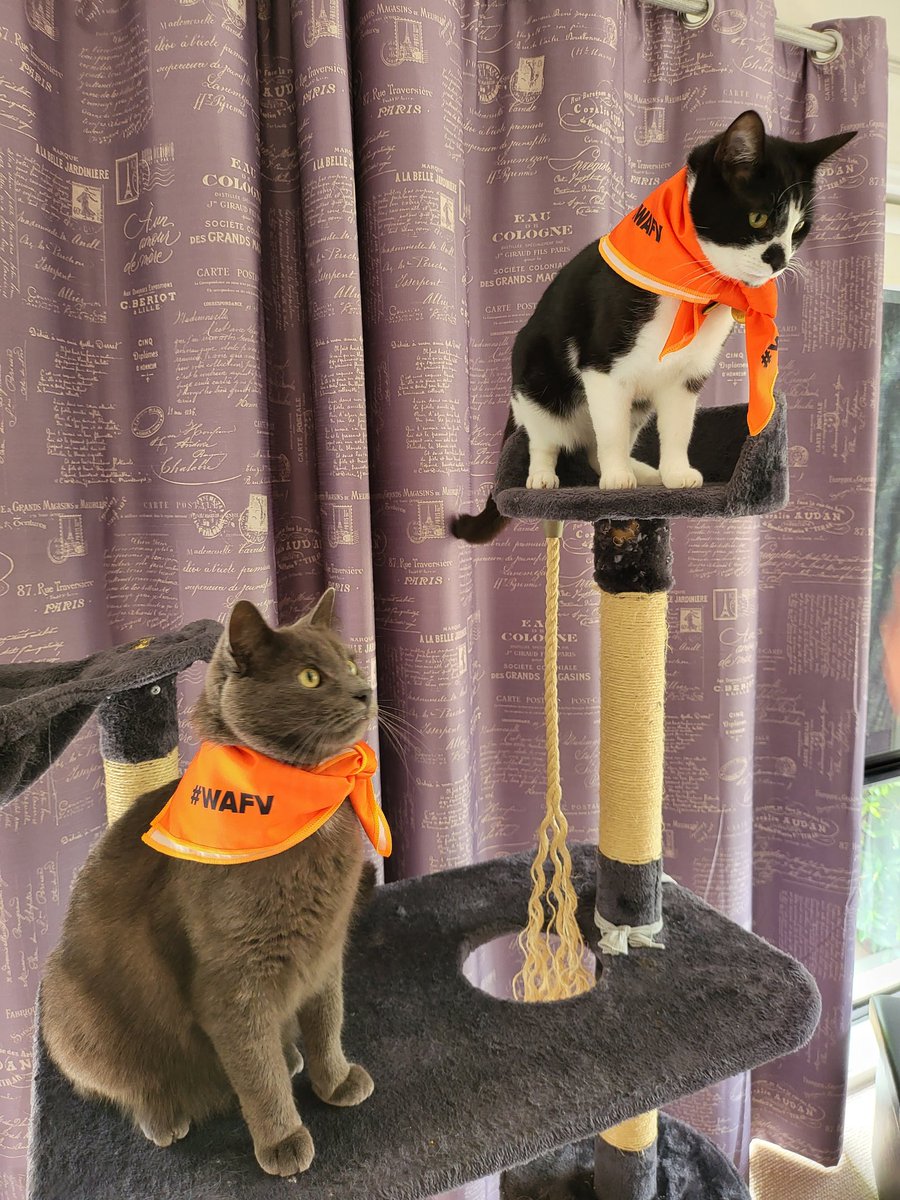 KymmMcNamara's tweet photo. My fur boys had a photo shoot to support the 1st day of the 16 Days of Activism against Gender-Based Violence which will start with the Walk Against Family Violence tomorrow. 
Together we can end Violence; everyone deserves to live free of violence 
#WAFV2022 #16DaysOfActivism https://t.co/xoJGlr8jVb