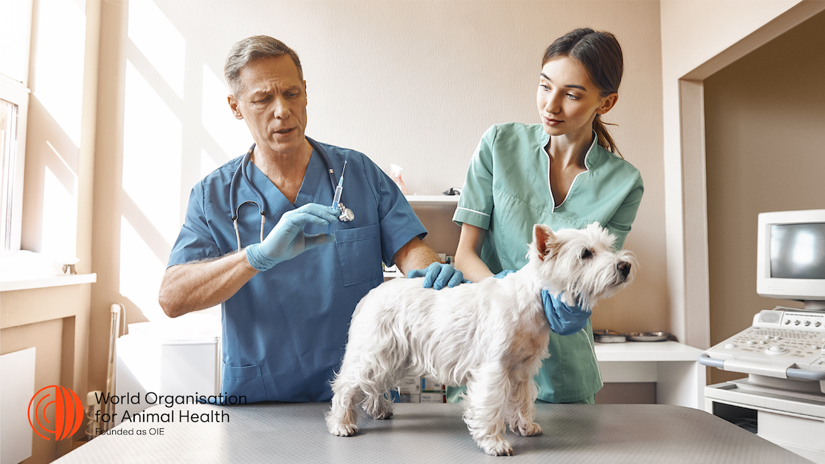 Antibiotics💊 are not always the most effective treatment option for your sick pet🐶🐱. Prevention is better than a cure.

Through vaccination💉, you can keep your pet healthy and prevent infectious diseases, while helping combat 🦠 #AntimicrobialResistance 🦠.

#WAAW2022