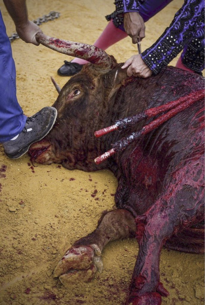 PartiAnimaliste's tweet photo. Chers députés, dépassez les clivages politiques et unissez-vous pour voter la #PPLCorrida ! 

La corrida est un acte de cruauté interdit sur la majorité du territoire. Aucun argument ne devrait prévaloir sur l’intérêt des animaux à ne pas souffrir. #StopCorrida #24NovembreCorrida https://t.co/vJqVhG7Q9A