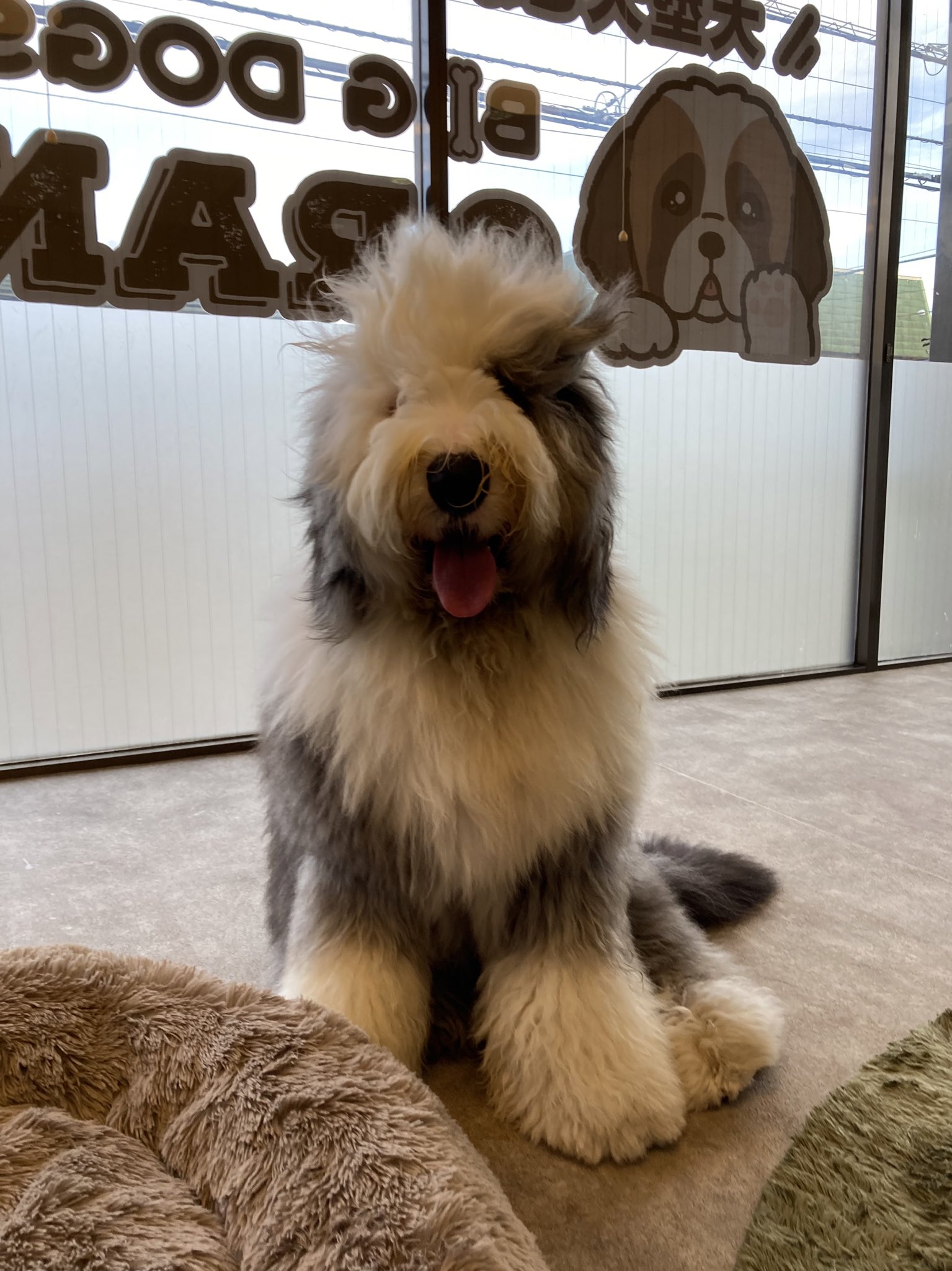 大型犬カフェgrand Mou ぐらんむー Grandmou Twitter