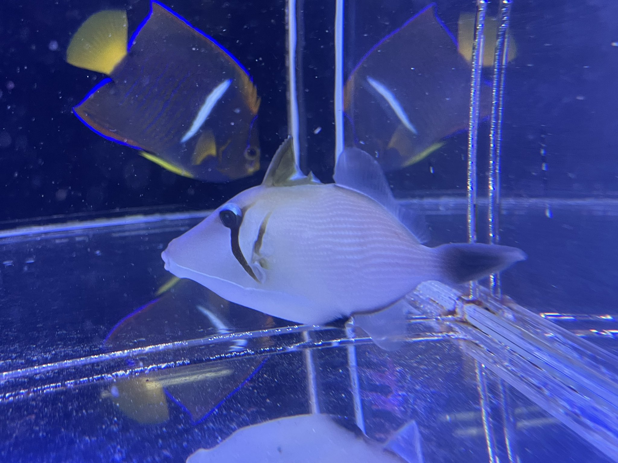 ベッセル VESSEL 海水魚 サンゴ 専門店 on Twitter 