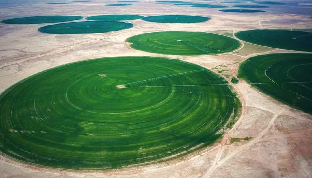 العتبة الحسينية
تباشر بزراعة (4000 دونم) من الحنطة
بمدينة سيد الشهداء الزراعية معتمدة على
المياة الجوفية في صحراء كربلاء
#شغل_العتبات