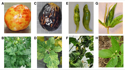 INRAE_PV's tweet photo. #OurNewPaper in @plantdisease Biological and genetic characterization of Physostegia chlorotic mottle virus in Europe based on host range, location, and time #PlantPathology #virology #EmergingPathogen #OpenAccess
➡️https://t.co/QqfSk7UZ0F https://t.co/jh3APlGZwi