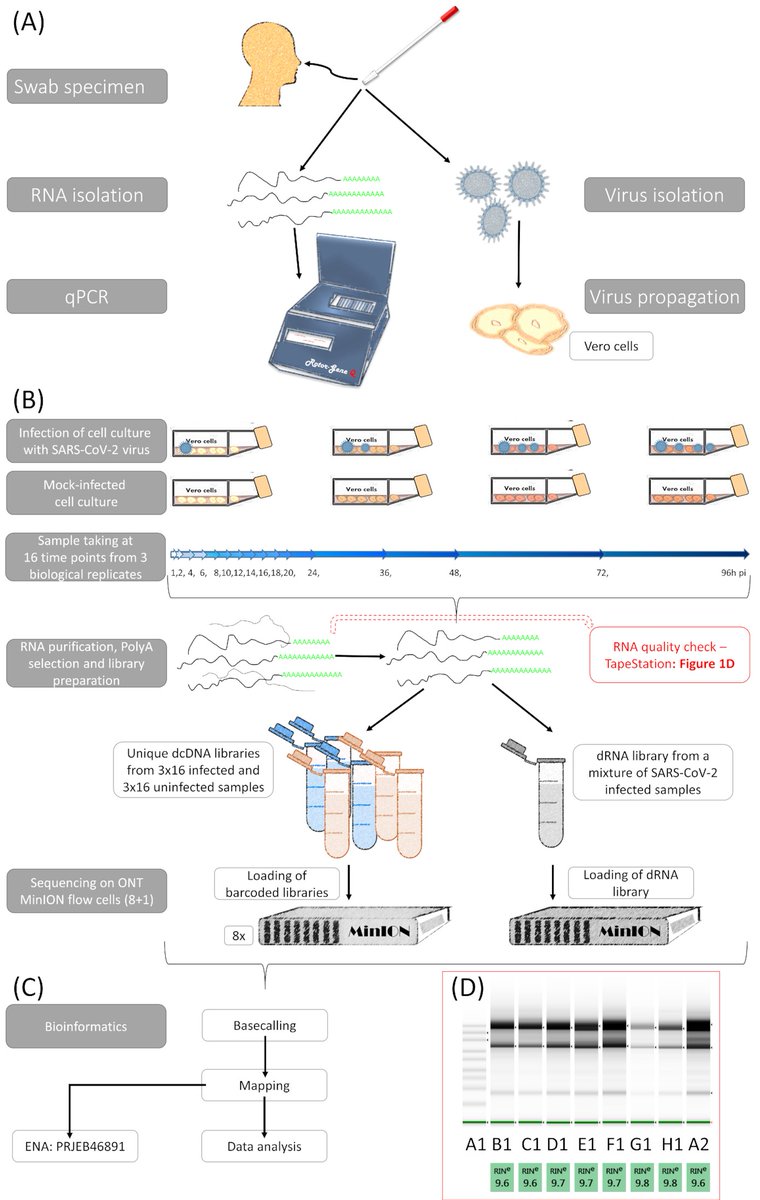 GigaScience on Twitter "High temporal resolution Nanopore sequencing