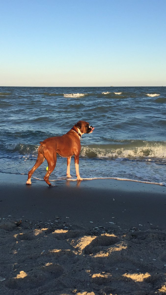 _O_T_G_'s tweet photo. #mansbestfriend to my travel companion and best friend as we traveled our country. Thank you for the companionship you shared. https://t.co/rOGIEavlCM